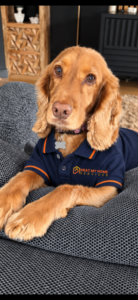 Millie the spaniel in her Heat My Home Services uniform