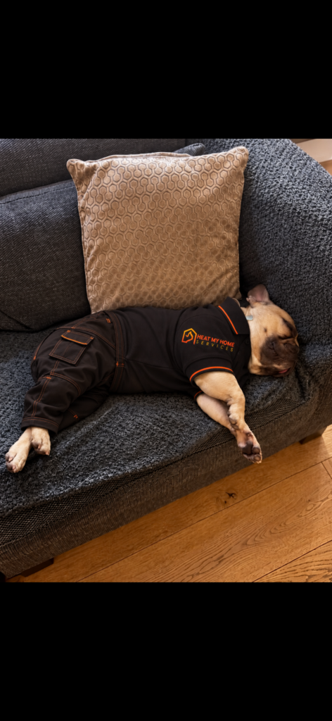 Pablo the French bulldog snoozing in his HMH polo shirt and matching work trousers